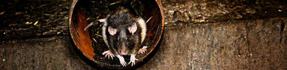 Rottespærre afhjælper rotter i rør